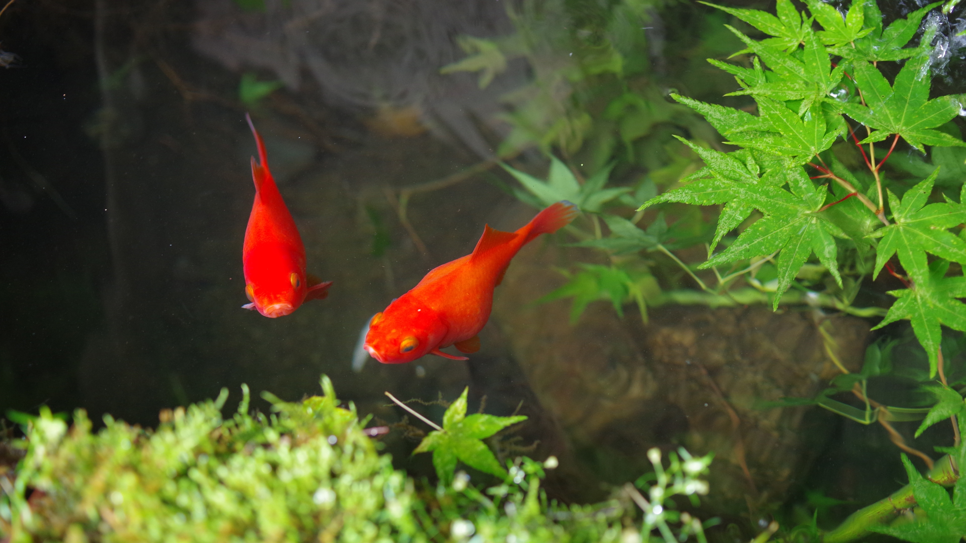 小金鱼壁纸苹果版免费金鱼动态壁纸电脑版-第2张图片-太平洋在线下载